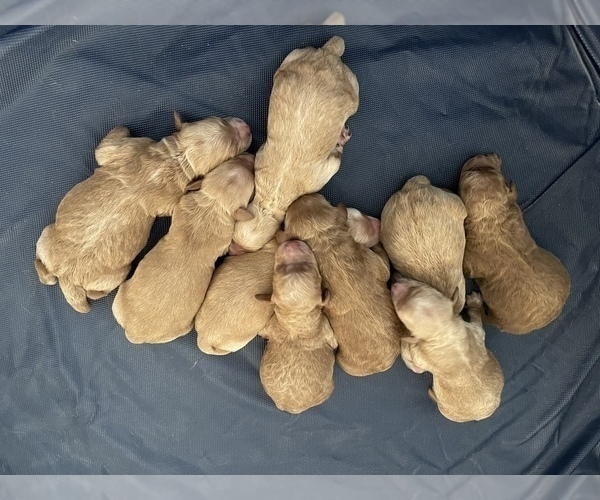 Medium Photo #3 Goldendoodle Puppy For Sale in GARDEN CITY, ID, USA