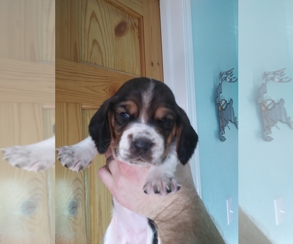 Medium Photo #11 Basset Hound Puppy For Sale in PETERSBURG, IN, USA