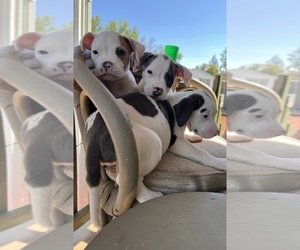 American Pit Bull Terrier Puppy for Sale in AURORA, Colorado USA
