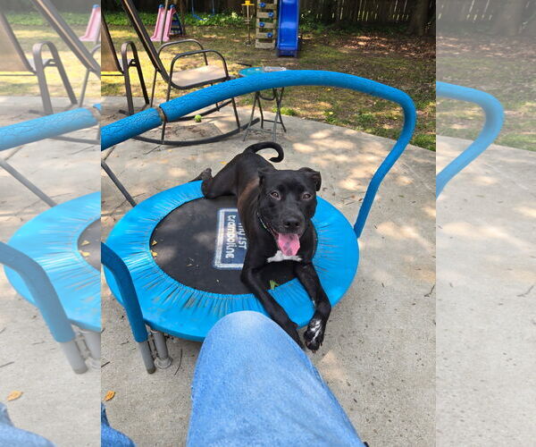 Medium Photo #5 Mutt Puppy For Sale in Virginia Beach, VA, USA