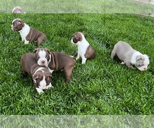 Boston Terrier Puppy for sale in TURLOCK, CA, USA