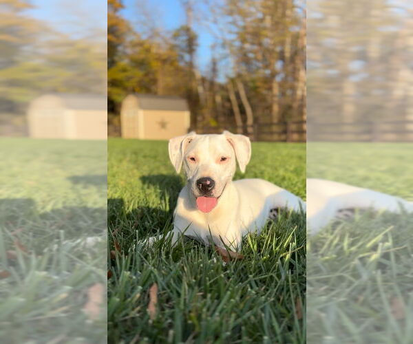 Medium Photo #34 Mutt Puppy For Sale in Mooresville, NC, USA