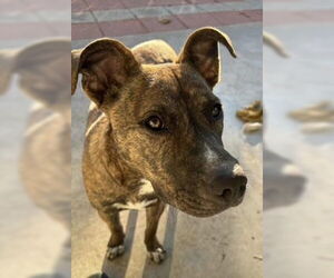 Plott Hound-Unknown Mix Dogs for adoption in Oakhurst, NJ, USA