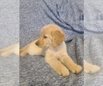 Small Photo #8 Golden Retriever Puppy For Sale in SALISBURY, NC, USA