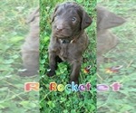 Small Photo #9 Labradoodle Puppy For Sale in BRAZIL, IN, USA