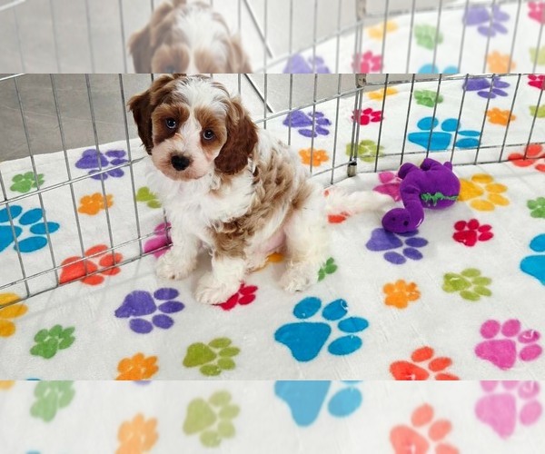 Medium Photo #11 Cavapoo (Miniature)-Poodle (Toy) Mix Puppy For Sale in ORO VALLEY, AZ, USA
