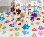 Small #10 Cavapoo (Miniature)-Poodle (Toy) Mix