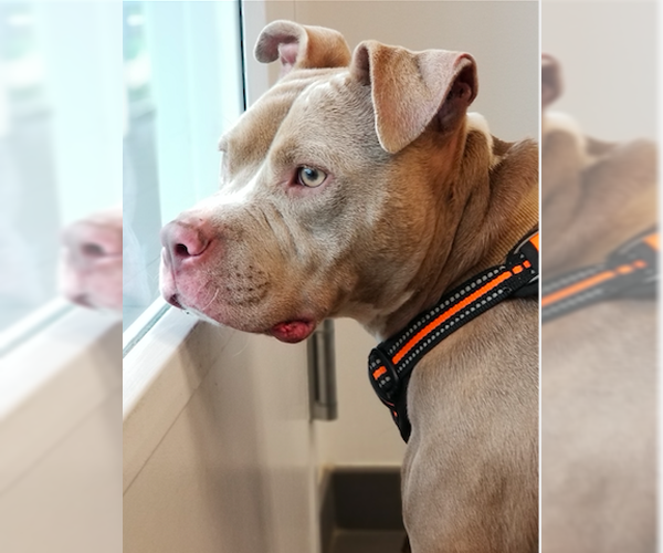 Medium Photo #2 American Staffordshire Terrier-Unknown Mix Puppy For Sale in Decatur, GA, USA