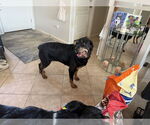 Small #3 Rottweiler