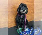 Small Photo #1 Miniature Bernedoodle Puppy For Sale in Valrico, FL, USA