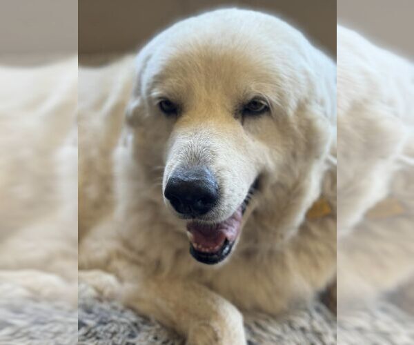 Medium Photo #8 Great Pyrenees Puppy For Sale in Dallas, TX, USA