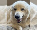 Small #7 Great Pyrenees