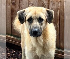 Austin - Male Anatolian Pyrenees Dog for Adoption - Photo #2