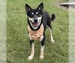 MAX - Male Gerberian Shepsky Dog for Adoption - Small photo