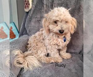 Poodle (Miniature)-Unknown Mix Dogs for adoption in Colorado Springs, CO, USA