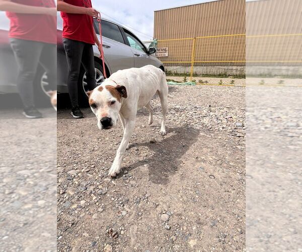 Medium Photo #1 Mutt Puppy For Sale in Calgary, Alberta, Canada