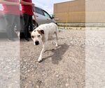 Small Mutt
