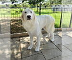 Small #3 Great Pyrenees