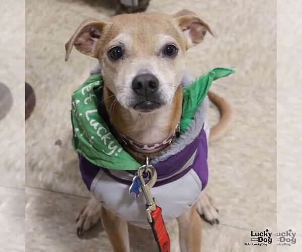 Medium Photo #2 Chihuahua-Unknown Mix Puppy For Sale in Washington, DC, USA