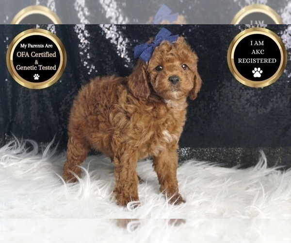 Medium Photo #1 Poodle (Toy) Puppy For Sale in WARSAW, IN, USA