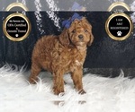 Puppy Blaze AKC Poodle (Toy)