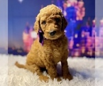 Puppy Tiana Goldendoodle