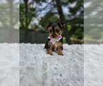 Small #1 Yorkshire Terrier