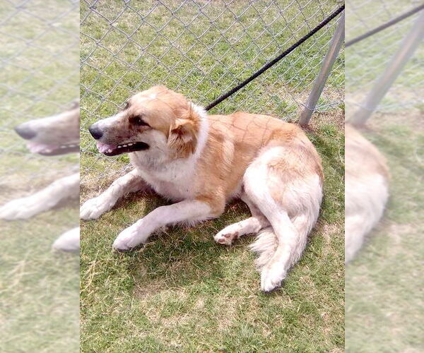Medium Photo #5 Great Pyrenees Puppy For Sale in Spring, TX, USA