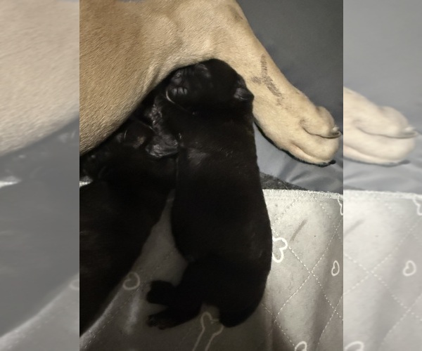 Medium Photo #1 Cane Corso Puppy For Sale in STUART, IA, USA