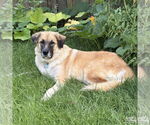 Small #10 Anatolian Shepherd Mix