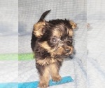 Small Photo #216 Yorkshire Terrier Puppy For Sale in AKRON, OH, USA