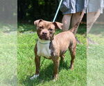 Small #11 American Pit Bull Terrier