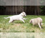 Small #2 Mutt