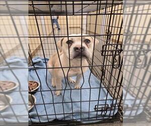 American Pit Bull Terrier-Unknown Mix Dogs for adoption in Texas City, TX, USA