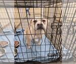 Small American Pit Bull Terrier Mix