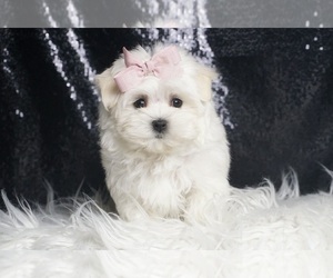 Maltese Puppy for sale in WARSAW, IN, USA