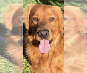 Father of the Golden Retriever puppies born on 07/08/2025