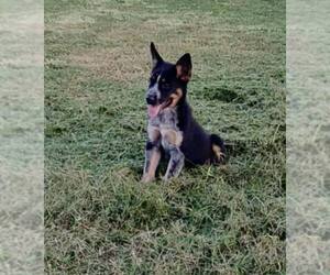 Mutt Dogs for adoption in Minneapolis, MN, USA