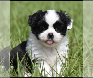 Shih Aussie Puppy for sale in PALM COAST, FL, USA