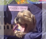Puppy Puppy 4madelyn Golden Retriever