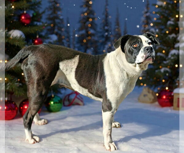 Medium Photo #9 Mutt Puppy For Sale in Talladega, AL, USA