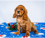 Puppy 4 Cavalier King Charles Spaniel