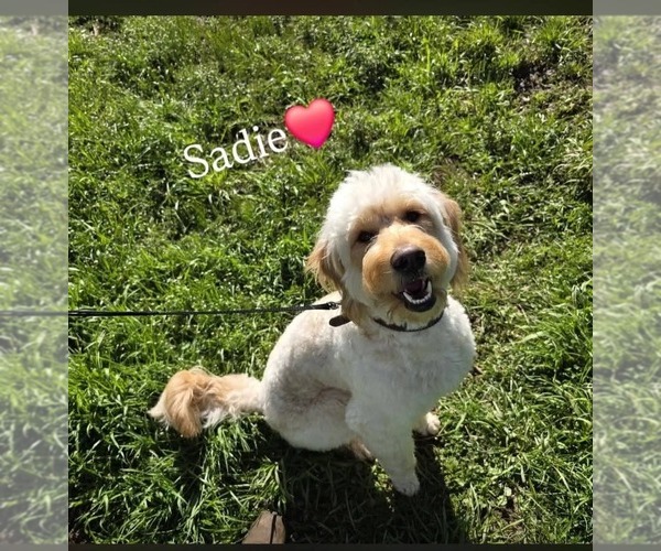 Medium Photo #1 Goldendoodle Puppy For Sale in TILLER, OR, USA