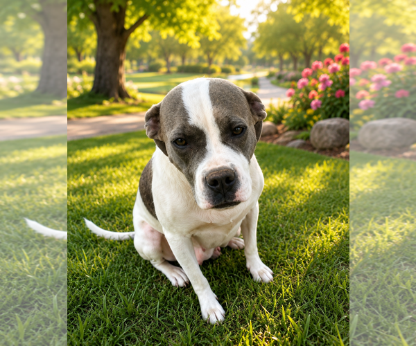 Medium Photo #3 Bull-Boxer Puppy For Sale in Chandler, AZ, USA