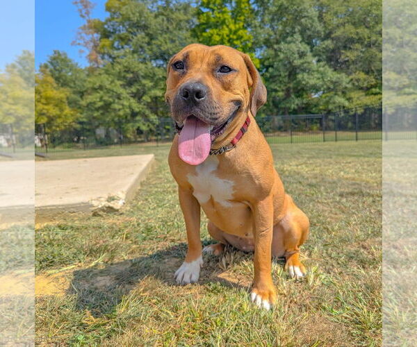 Medium Photo #7 Boxer-Unknown Mix Puppy For Sale in Germantown, OH, USA