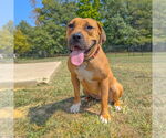 Small #6 Boxer Mix