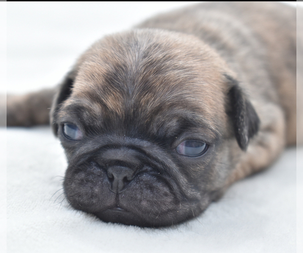 Medium Photo #7 Pug Puppy For Sale in PALM COAST, FL, USA