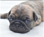 Small #6 Pug