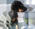 Small Photo #8 Doberman Pinscher Puppy For Sale in PASCO, WA, USA