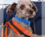 Curly - Male Mutt Dog for Adoption - Small photo